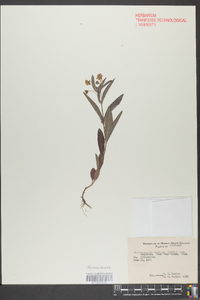 Steironema lanceolatum image