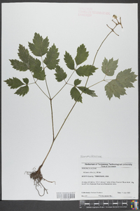 Actaea alba image