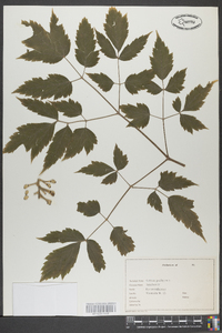 Actaea pachypoda image