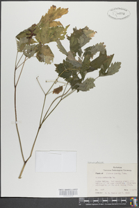 Actaea pachypoda image