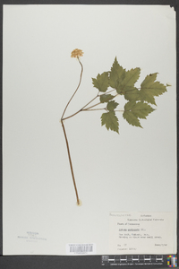 Actaea pachypoda image