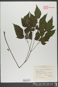 Actaea pachypoda image