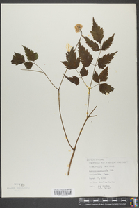 Actaea pachypoda image