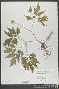 Actaea pachypoda image