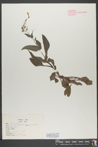 Penstemon hirsutus image