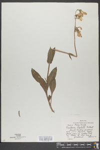 Penstemon laevigatus image