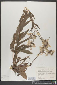 Penstemon canescens image