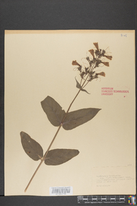 Penstemon laevigatus image