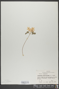 Anemonella thalictroides image