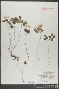 Anemonella thalictroides image