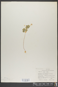 Anemonella thalictroides image