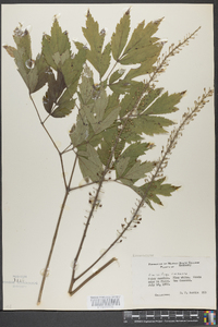 Actaea racemosa image