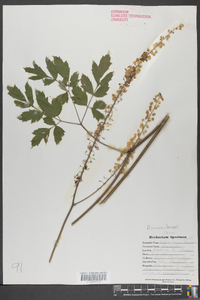 Actaea racemosa image