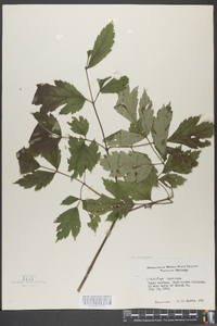 Actaea racemosa image