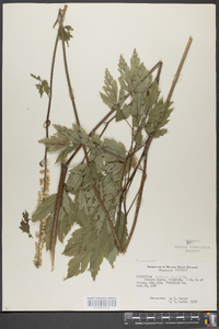 Actaea racemosa image