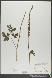 Actaea racemosa image