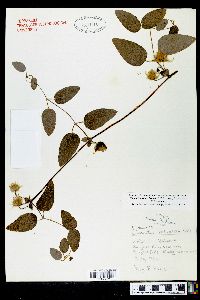 Clematis cumberlandensis image