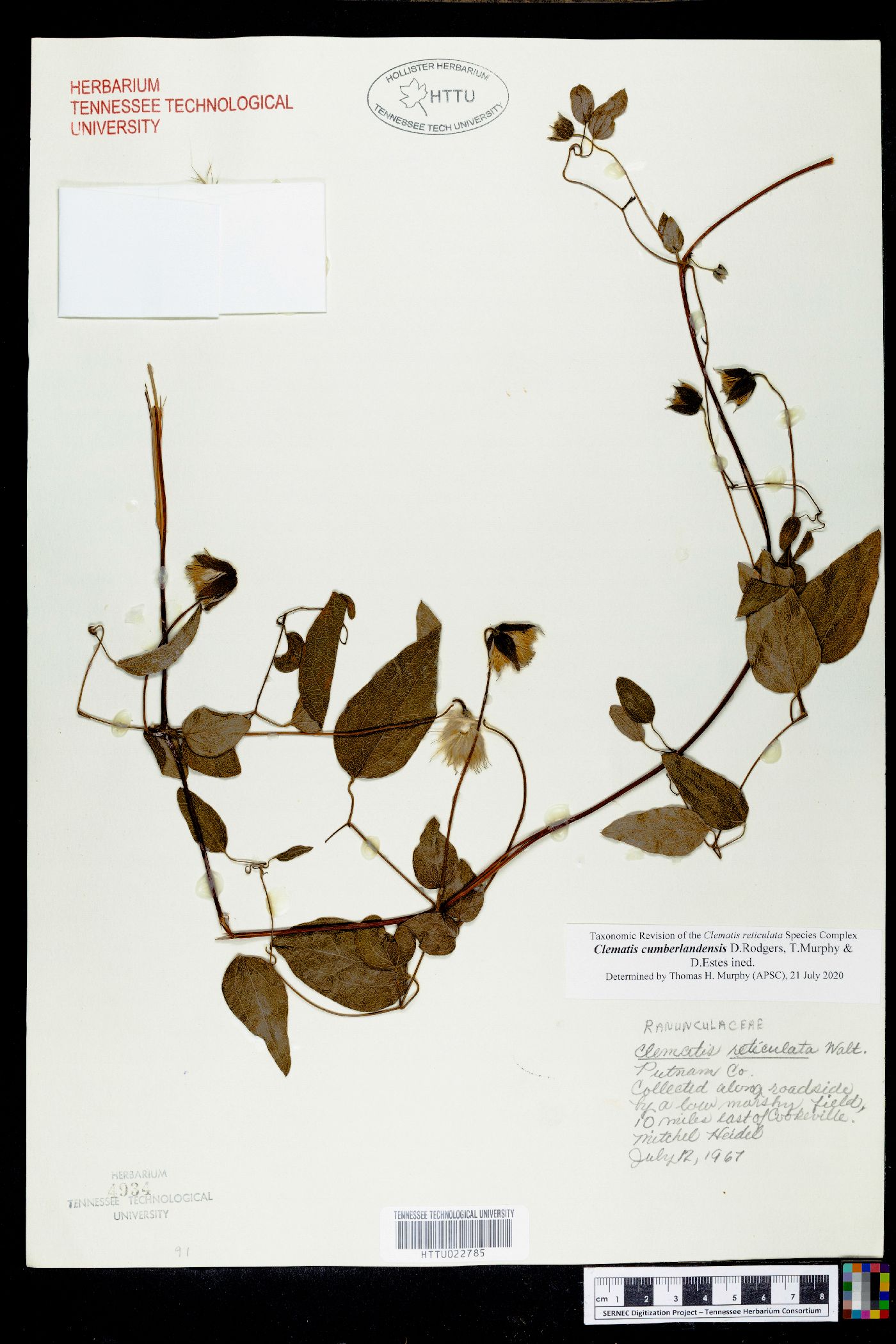 Clematis cumberlandensis image