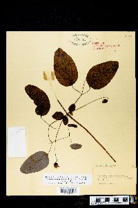 Clematis cumberlandensis image