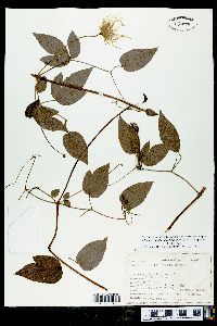 Clematis cumberlandensis image