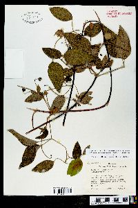 Clematis cumberlandensis image