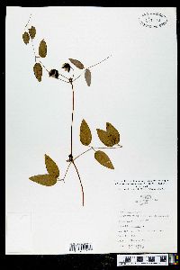 Clematis cumberlandensis image