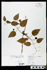 Clematis cumberlandensis image