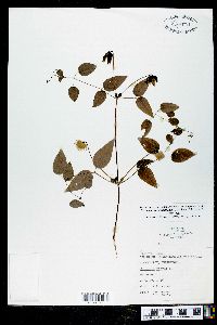 Clematis cumberlandensis image