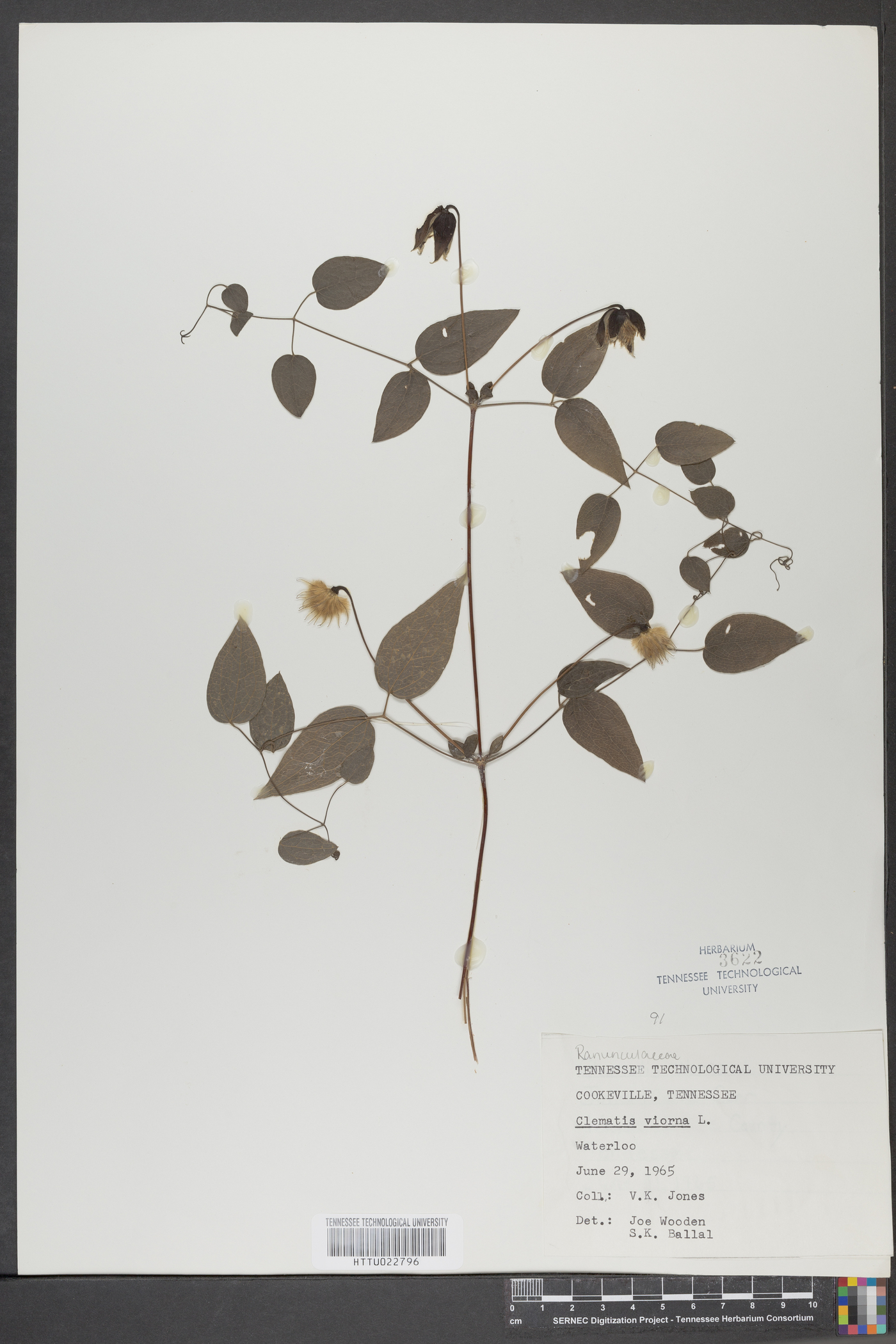 Clematis cumberlandensis image