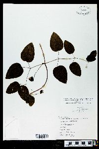 Clematis cumberlandensis image