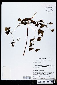 Clematis viorna image