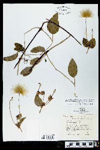 Clematis cumberlandensis image