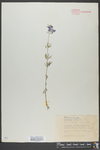 Delphinium ajacis image