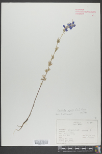 Delphinium ajacis image