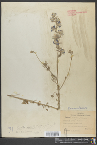 Delphinium ajacis image