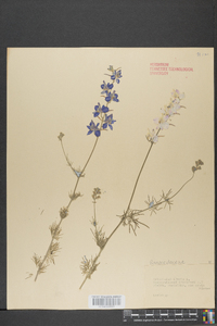 Delphinium ajacis image