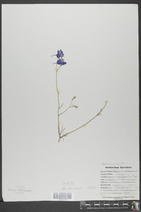 Delphinium ajacis image