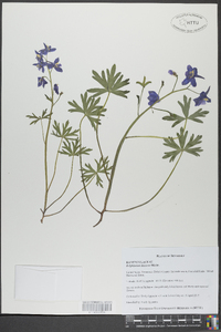 Delphinium tricorne image