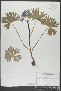 Delphinium tricorne image