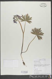 Delphinium tricorne image