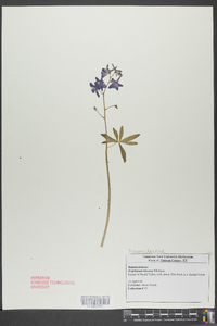 Delphinium tricorne image