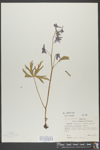 Delphinium tricorne image