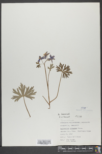 Delphinium tricorne image