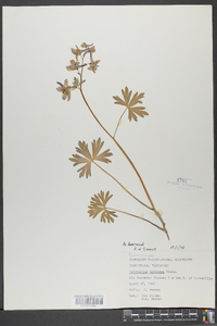 Delphinium tricorne image