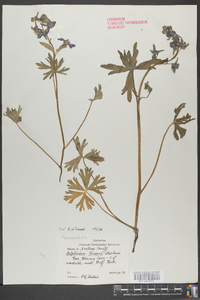 Delphinium tricorne image