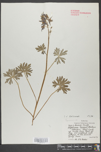 Delphinium tricorne image