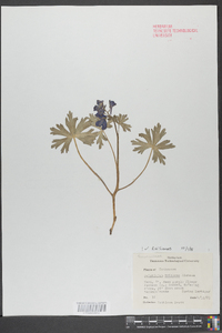 Delphinium tricorne image