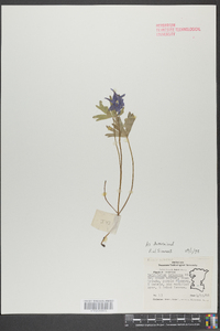 Delphinium tricorne image