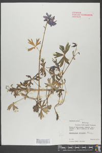 Delphinium tricorne image