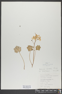 Delphinium tricorne image